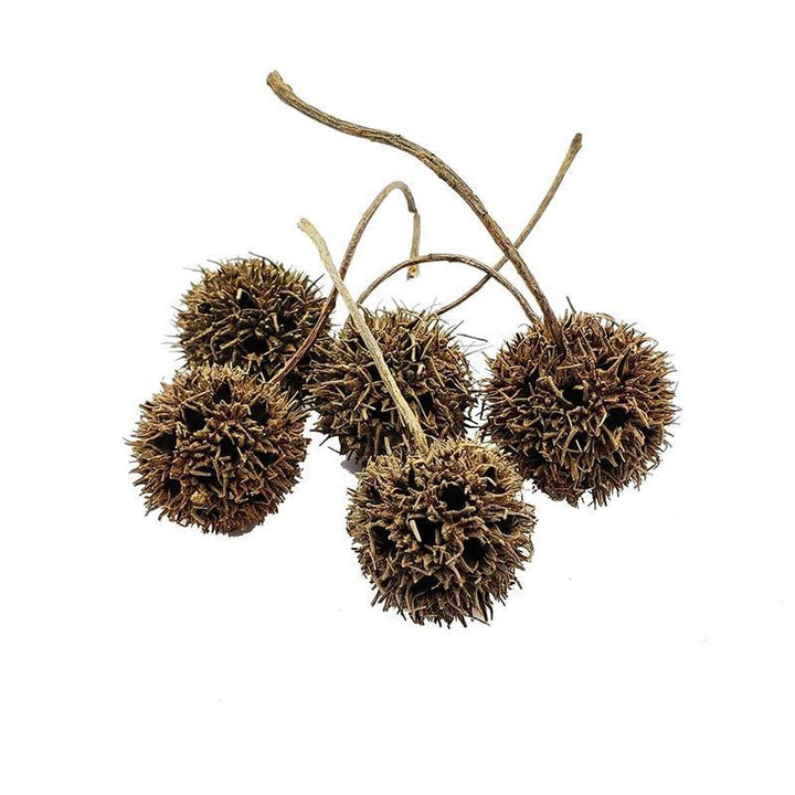 Sweet Gum Pods - Castle Dawn AquaticsAquarium Aquatic Aquascaping Botanicals