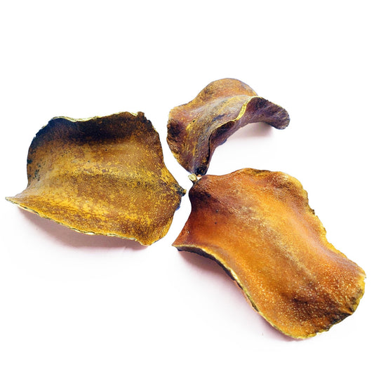 Whole Jacaranda Pods - Castle Dawn Aquatics