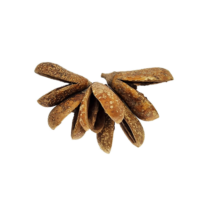 Whole Split Mokha pod (Lampada Pod) (20 Pack) - Castle Dawn Aquatics